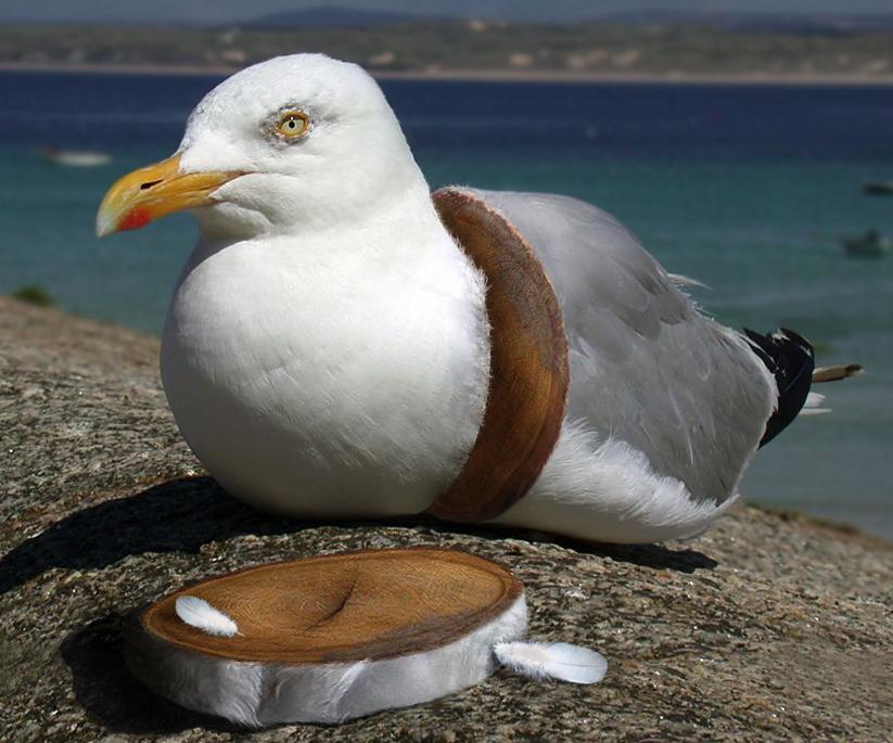 Photoshop Design by sugarcane for DesignCrowd (Community Contests) | Design #9034207