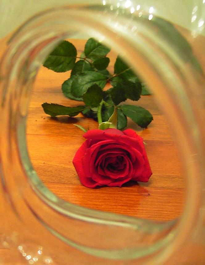 Fotografía por poisonyvy para DesignCrowd (Community Contests) | Diseño #9039002