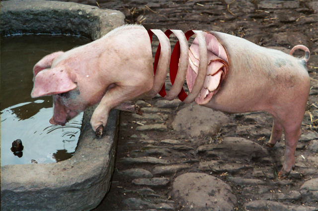 Photoshop Design by Sassydeb for DesignCrowd (Community Contests) | Design #9034259