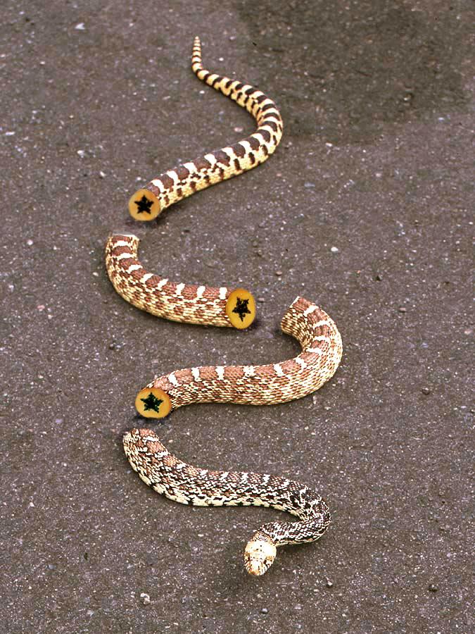 Diseño de Photoshop por Mandrak para DesignCrowd (Community Contests) | Diseño #9034219