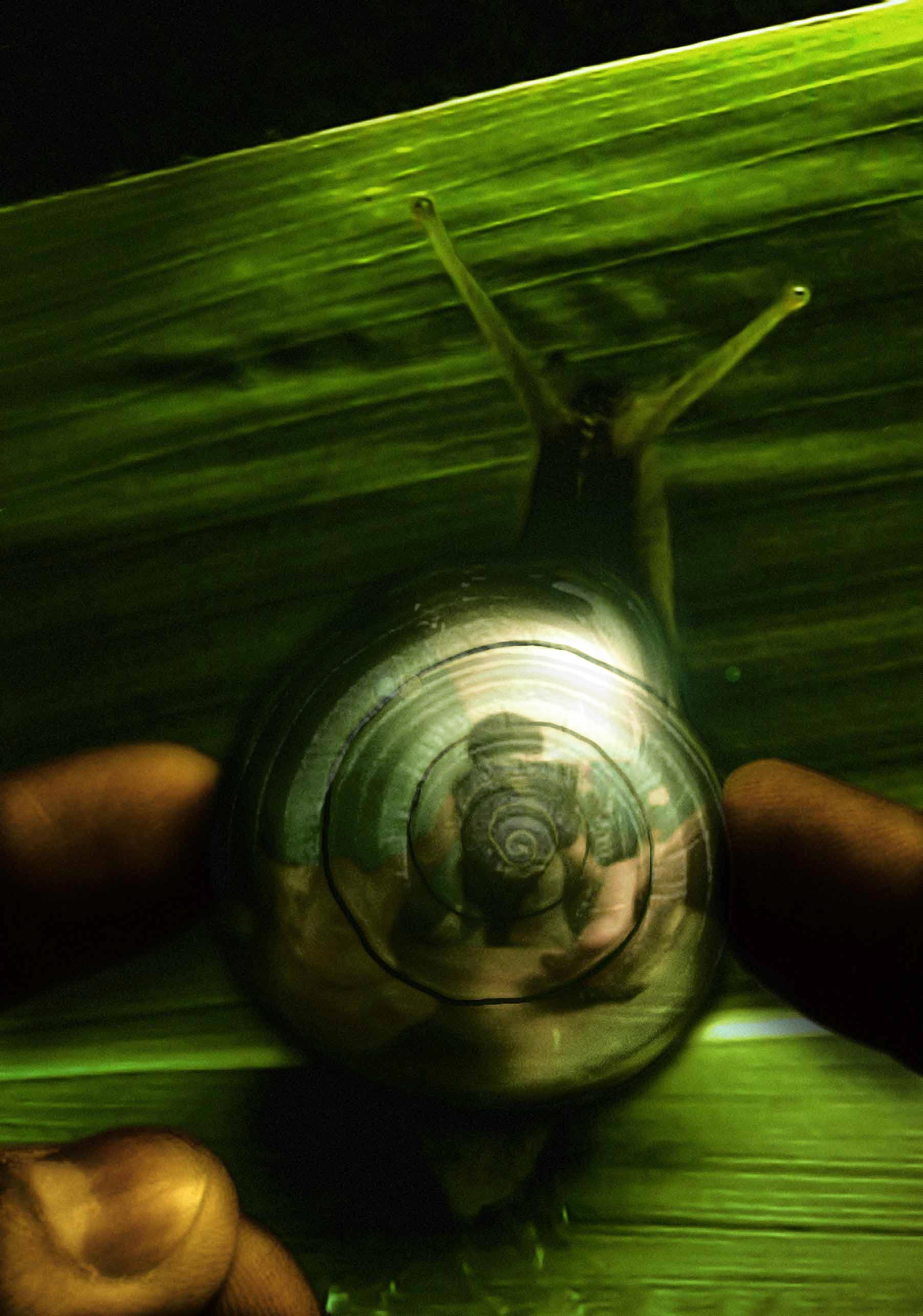 Photoshop Design by LemmyRocks for DesignCrowd (Community Contests) | Design #9032403