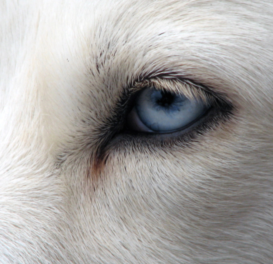 Photography by cyberangel for DesignCrowd (Community Contests) | Design #9031147