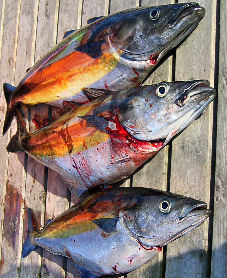 Photoshop Design by elchkuh for DesignCrowd (Community Contests) | Design #9032399