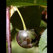 Photoshop Design by saufnase