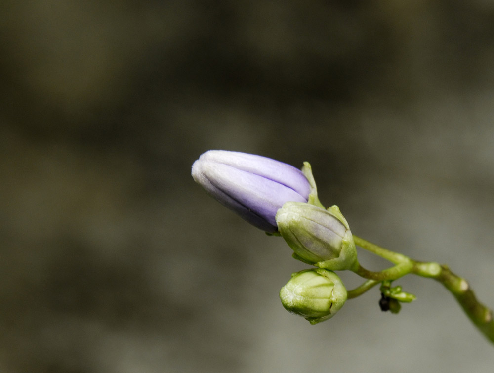 Photography by artissa for DesignCrowd (Community Contests) | Design #9031174