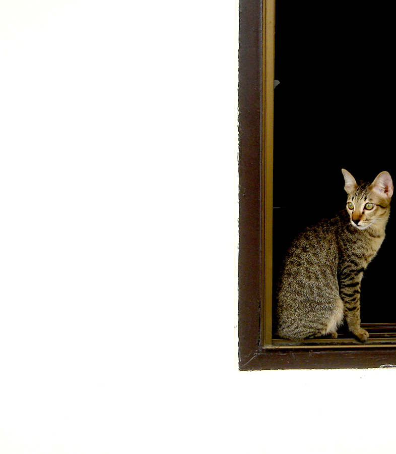 Fotografía por Darkbrew para DesignCrowd (Community Contests) | Diseño #9031169