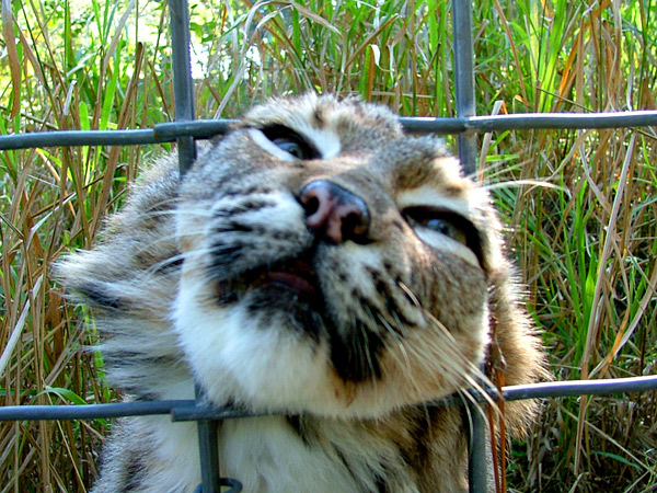 Fotografie von Lacenflanl für DesignCrowd (Community Contests) | Design #9039125