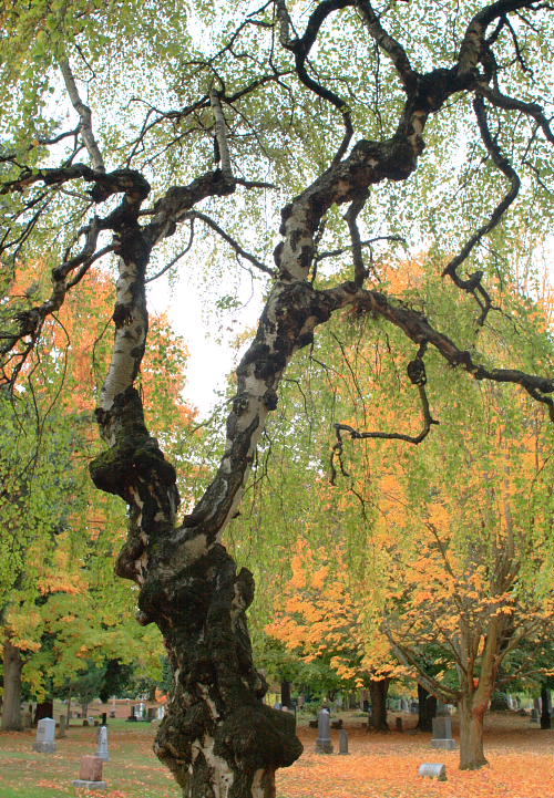 Photography by TamraT for DesignCrowd (Community Contests) | Design #9033456