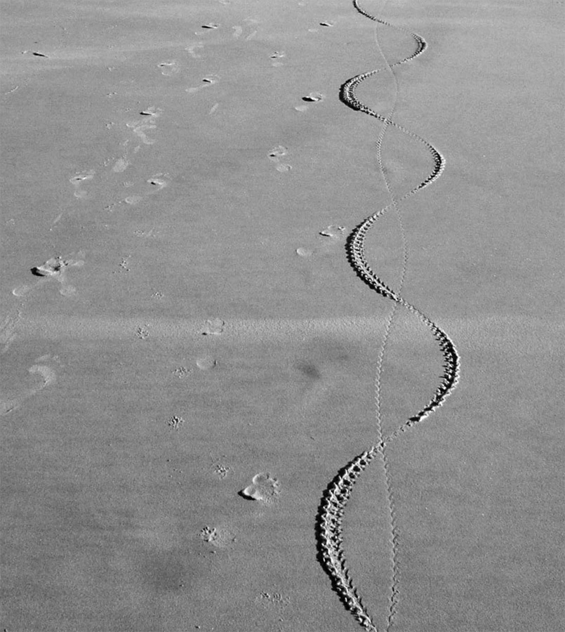 Photography by ozplasmic for DesignCrowd (Community Contests) | Design #9031368