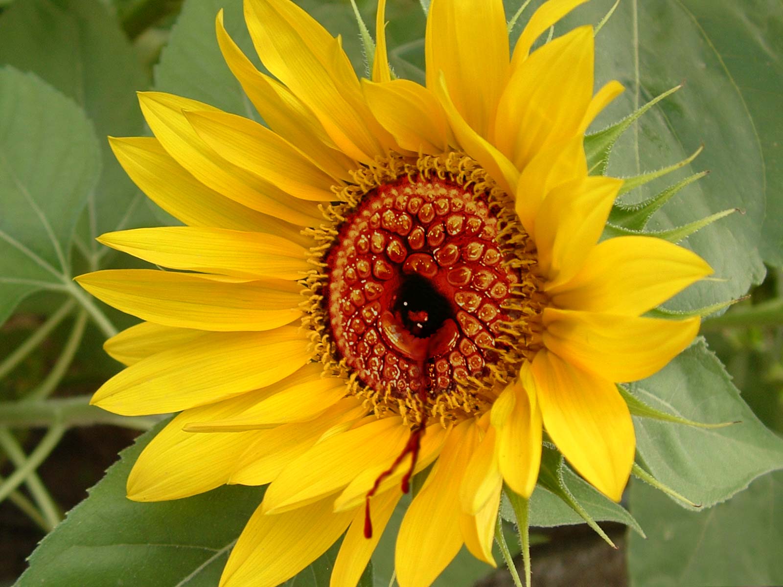 Photoshop Design by spiraleye for DesignCrowd (Community Contests) | Design #9031506