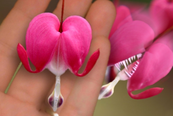 Photoshop Design by Mishikal for DesignCrowd (Community Contests) | Design #9031541