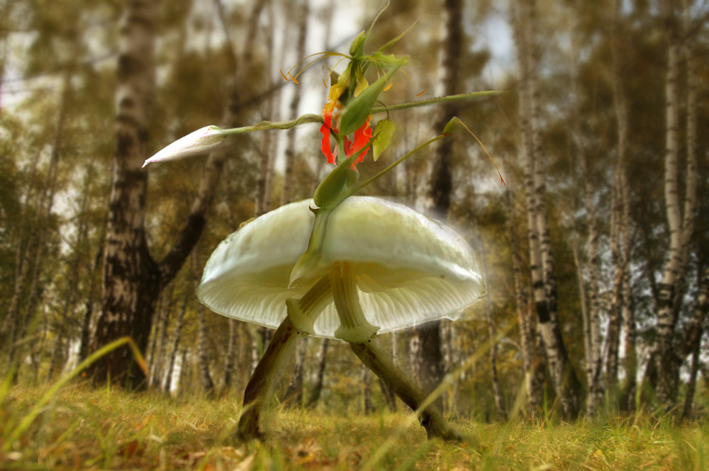 Photoshop Design by Labareda for DesignCrowd (Community Contests) | Design #9031547