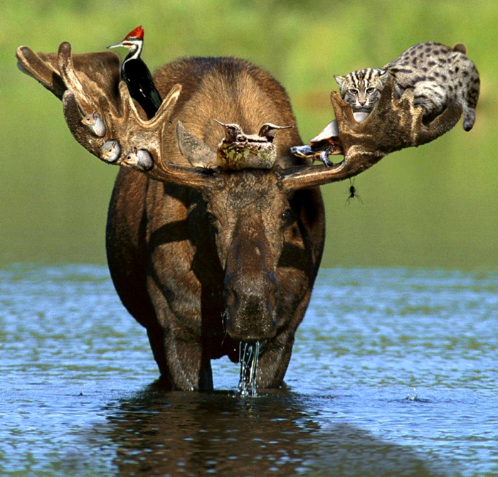 Photoshop Design by Mishikal for DesignCrowd (Community Contests) | Design #9033762