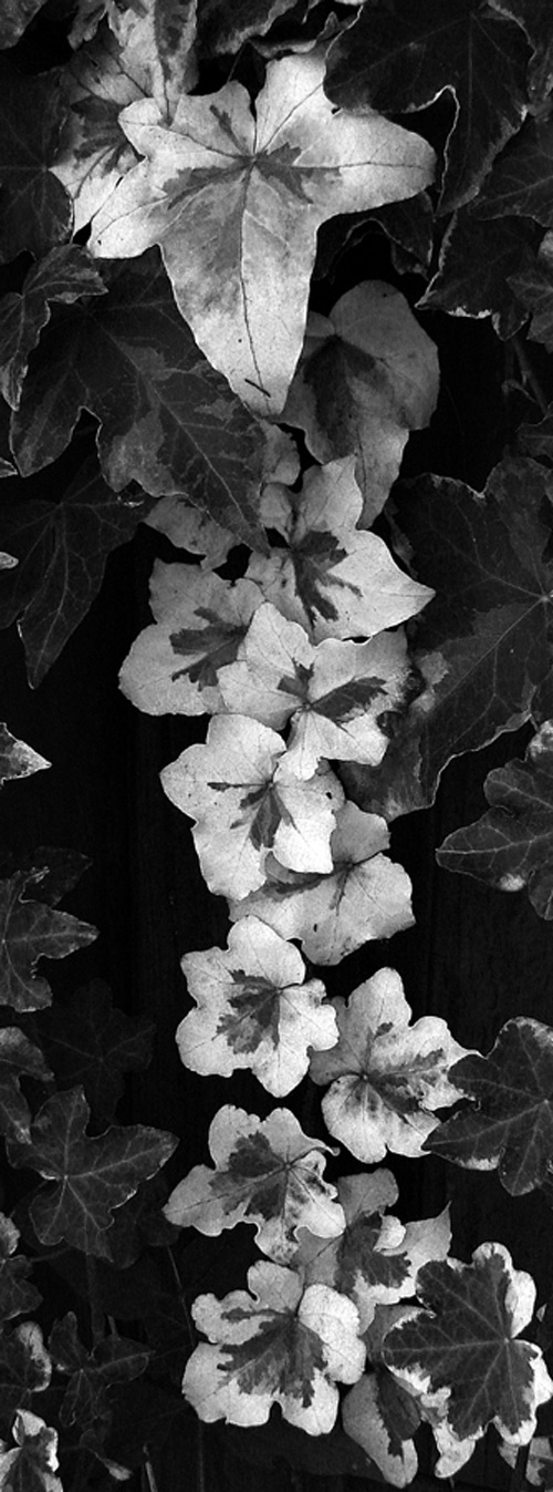 Fotografie von chilledcoder für DesignCrowd (Community Contests) | Design #9030239