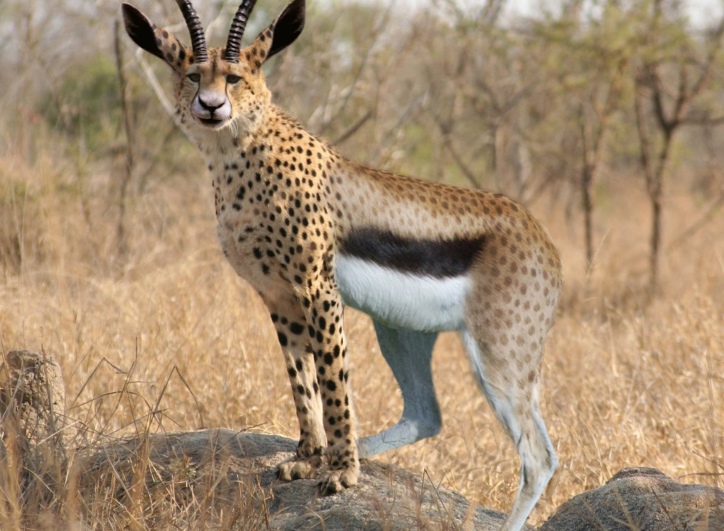 Photoshop Design by lords8n for DesignCrowd (Community Contests) | Design #9024817