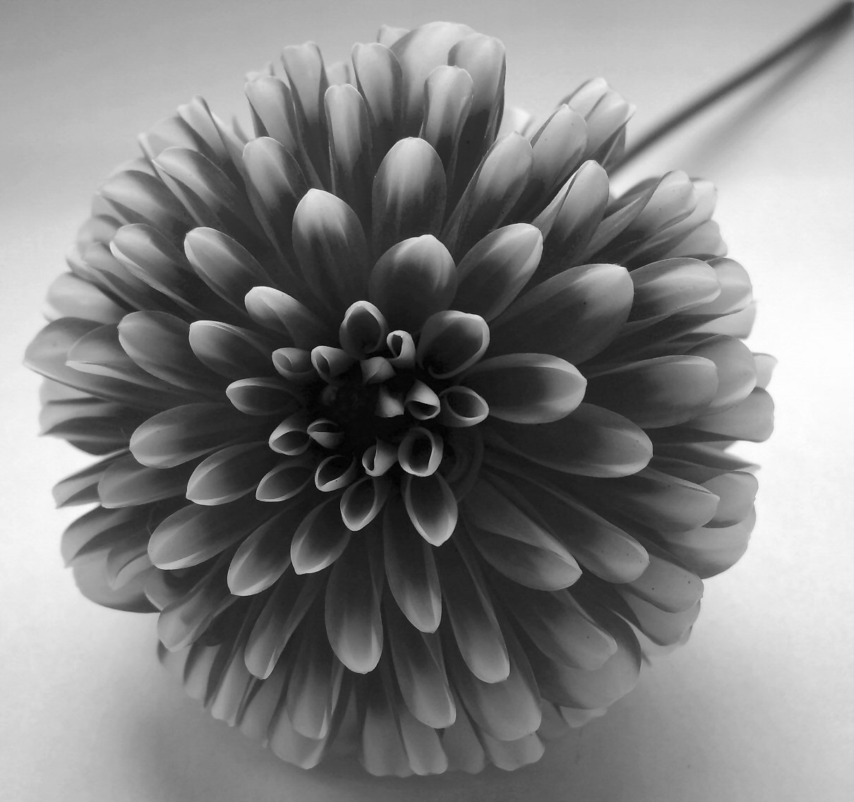 Photography by thewinkingtiger for DesignCrowd (Community Contests) | Design #9030226