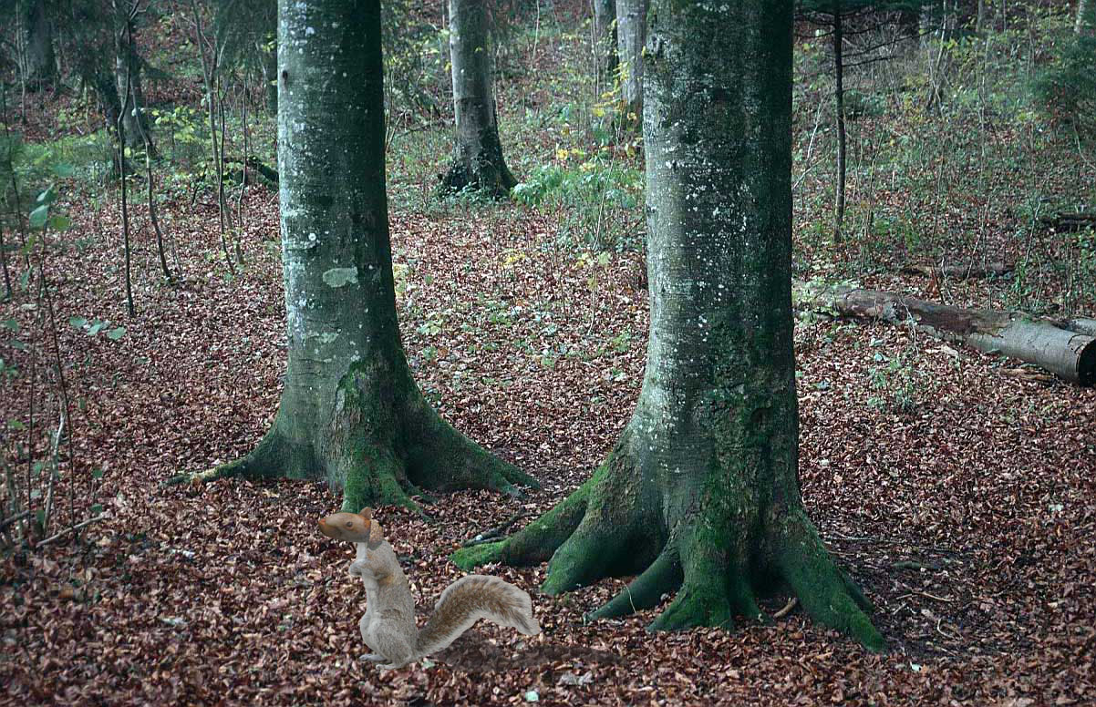 Design Photoshop par d00m5day pour DesignCrowd (Community Contests) | Design #9024936