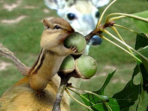 Photoshop Design by Mishikal for DesignCrowd (Community Contests) | Design #9025683