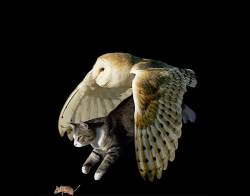 Photoshop Design by shlumiel for DesignCrowd (Community Contests) | Design #9025696