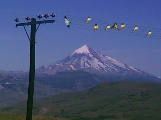 Photoshop Design by traveller5000 for DesignCrowd (Community Contests) | Design #9029656