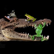 Photoshop Design by Fathom