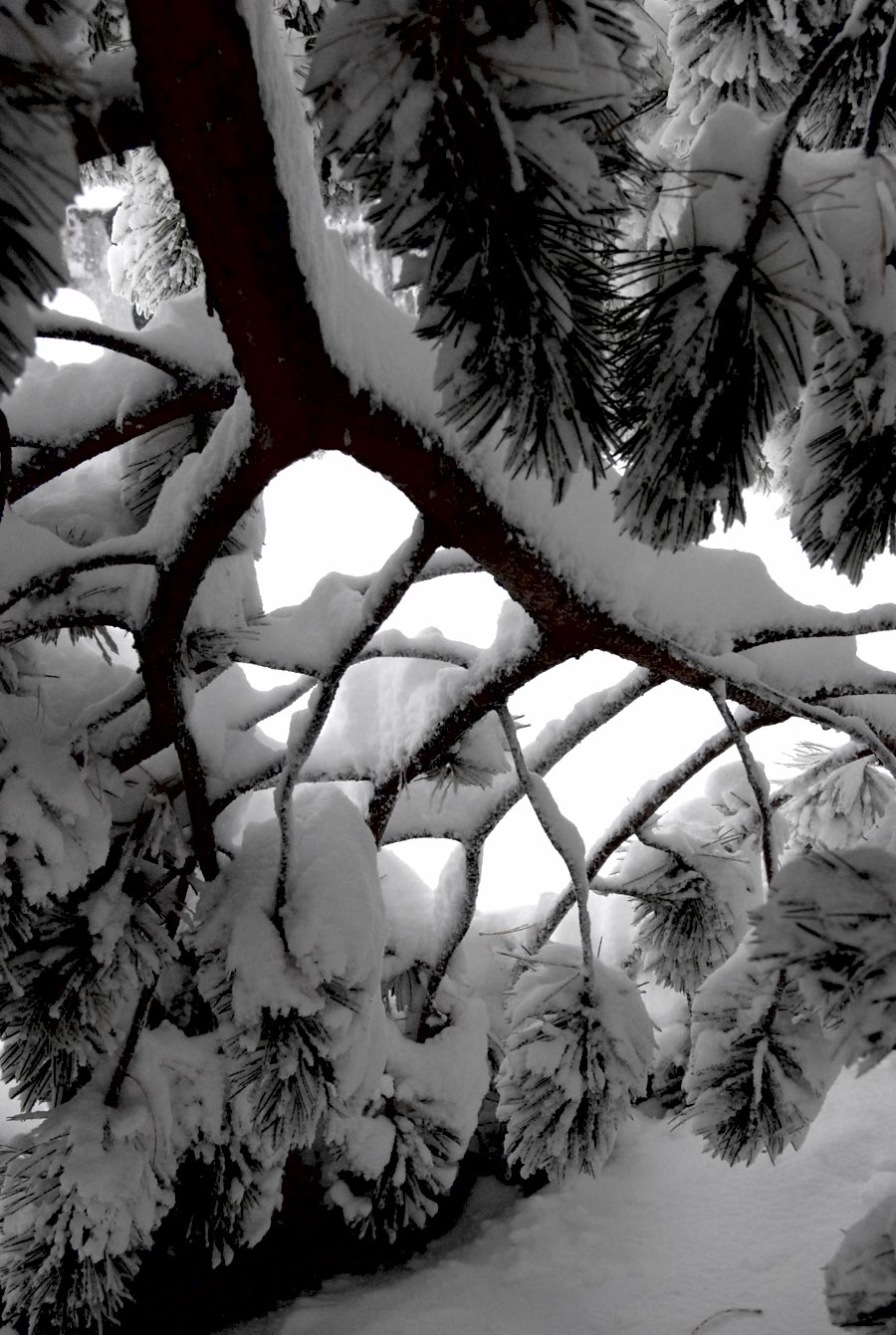 Photography by cshutt for DesignCrowd (Community Contests) | Design #9030408