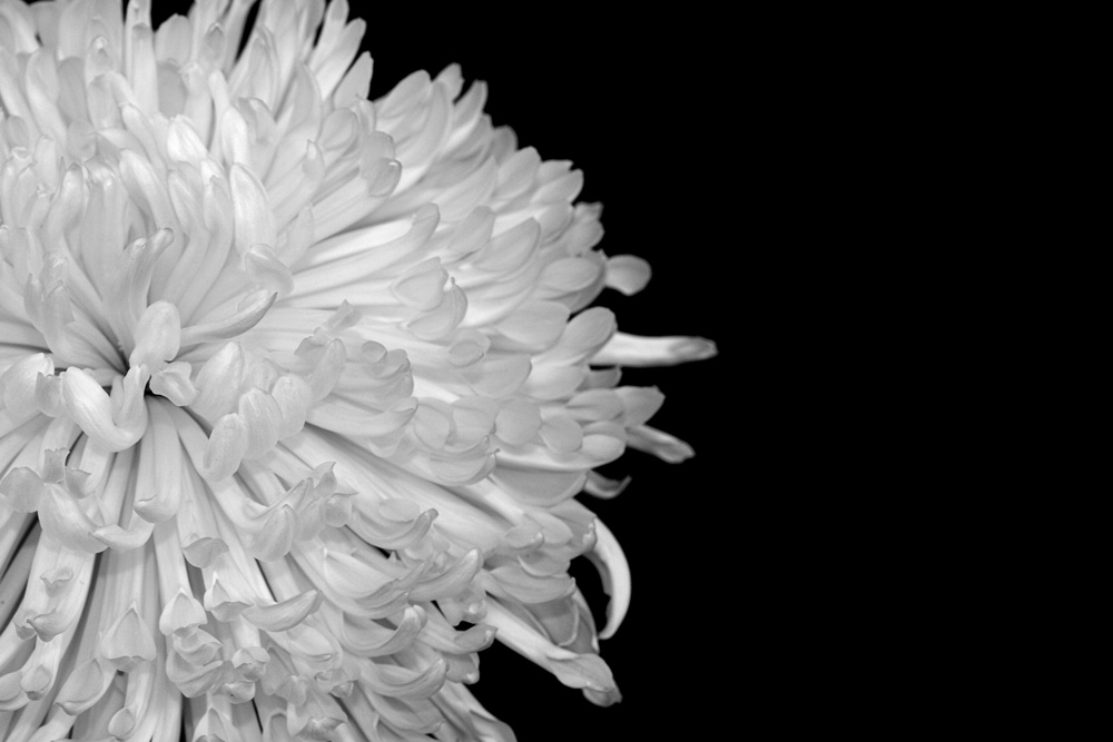 Photography by calypso15 for DesignCrowd (Community Contests) | Design #9032527