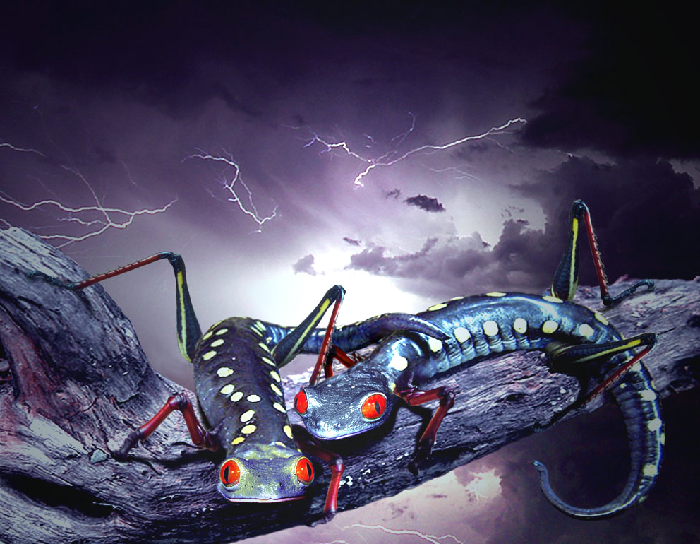 Photoshop Design by DutchPuh for DesignCrowd (Community Contests) | Design #9027623