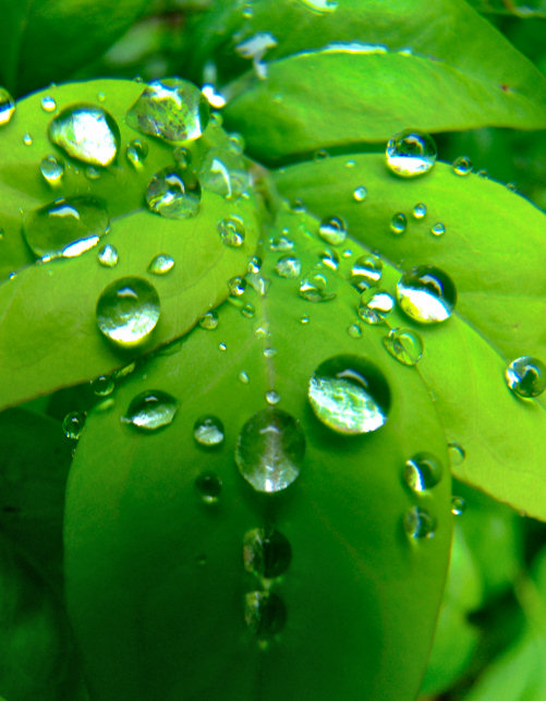 Photography by slimjewel1 for DesignCrowd (Community Contests) | Design #9029862