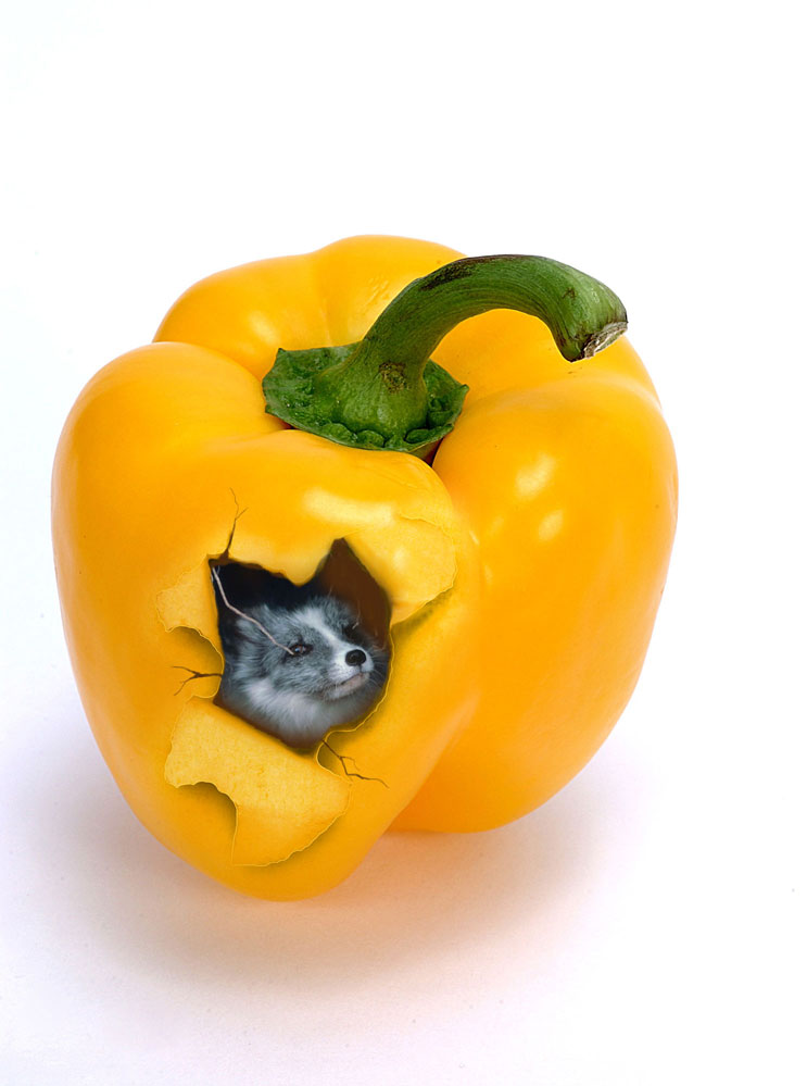 Diseño de Photoshop por jordanov para DesignCrowd (Community Contests) | Diseño #9027660