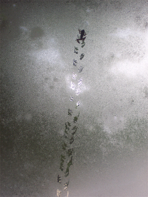 Photography by jfailes for DesignCrowd (Community Contests) | Design #9029853