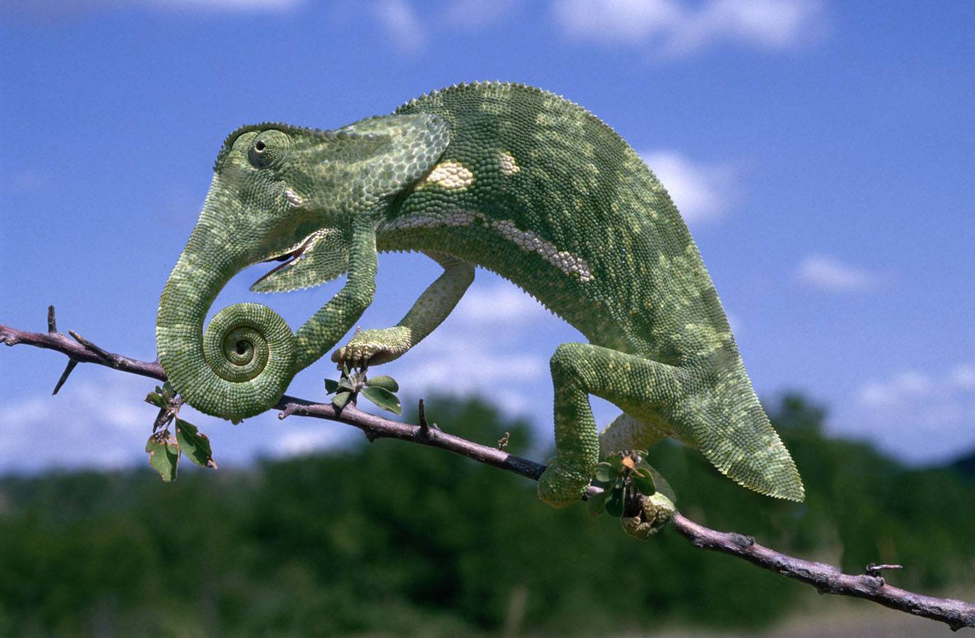 Design Photoshop par SergeyP pour DesignCrowd (Community Contests) | Design #9027619