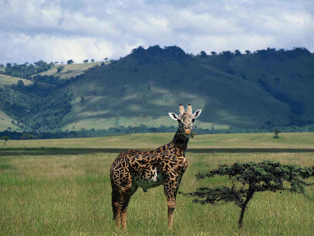 Photoshop Design by stewiemgr for DesignCrowd (Community Contests) | Design #9027781