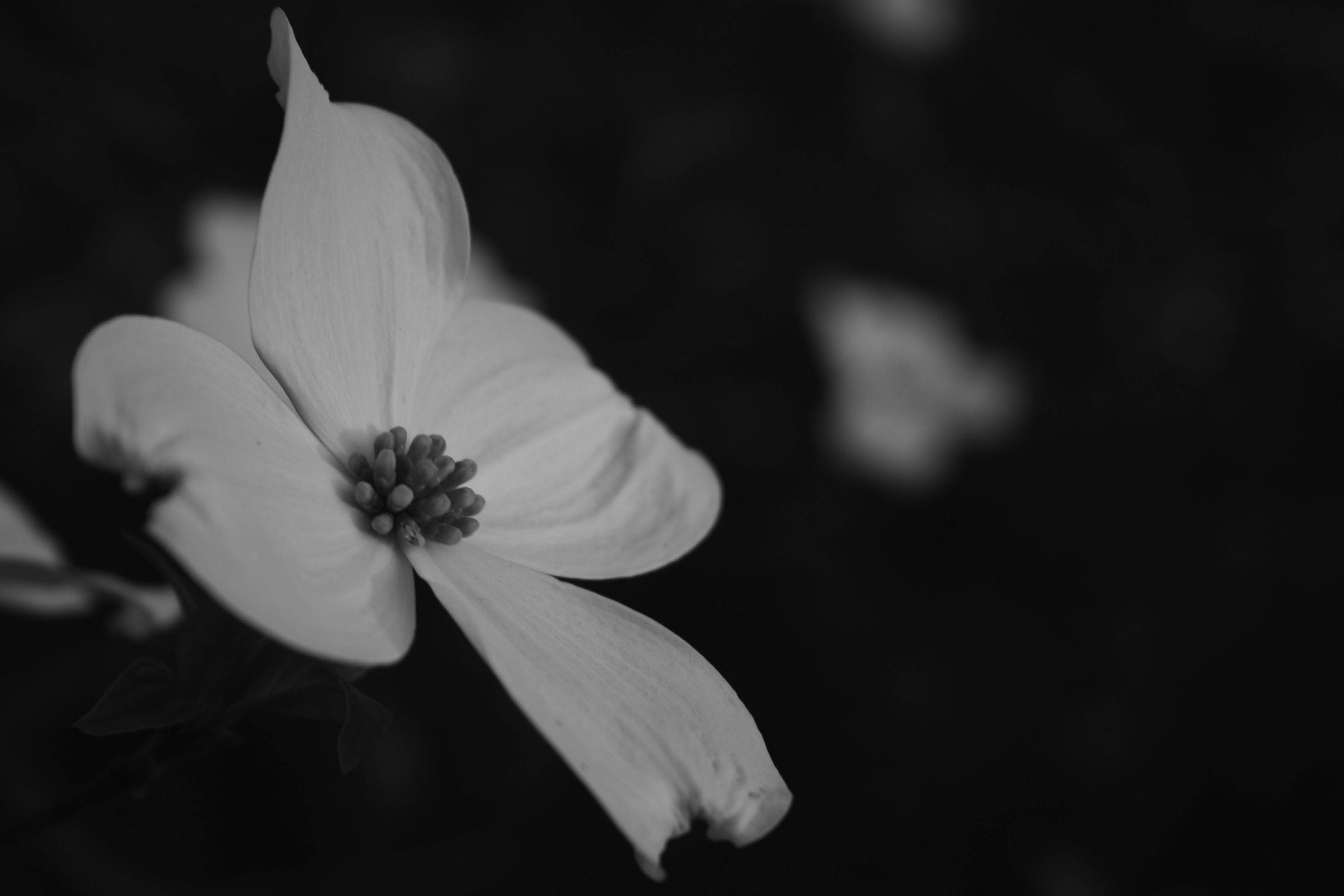 Photography by jzerbini for DesignCrowd (Community Contests) | Design #9032543