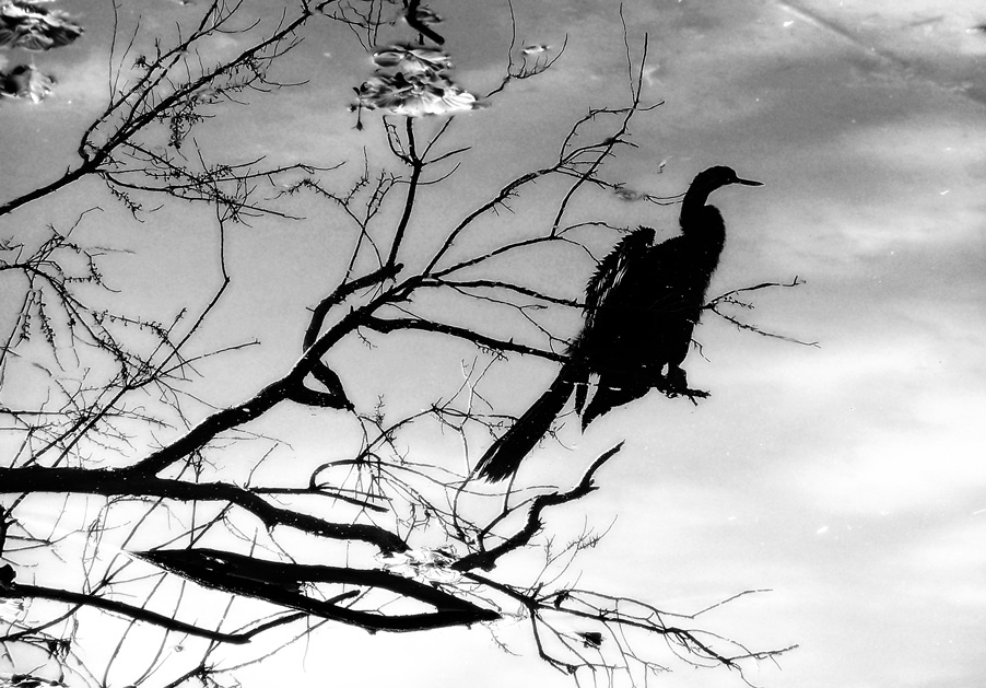Photography by justin13 for DesignCrowd (Community Contests) | Design #9030092