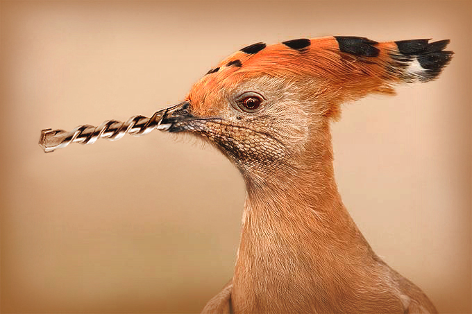 Diseño de Photoshop por Mandrak para DesignCrowd (Community Contests) | Diseño #9027714