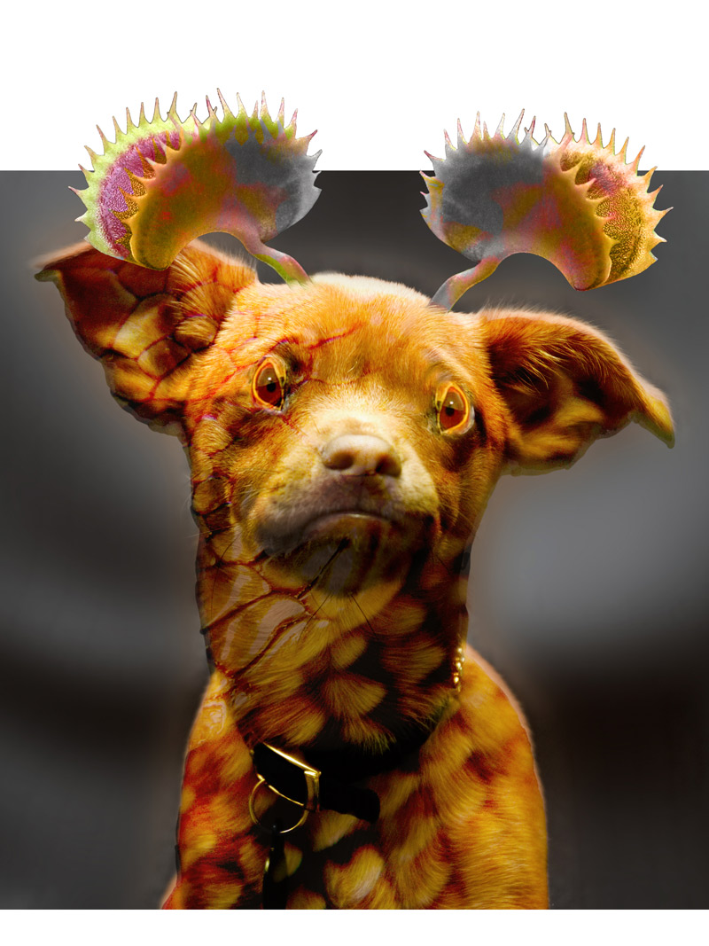 Photoshop Design by jesterbryanc for DesignCrowd (Community Contests) | Design #9027748