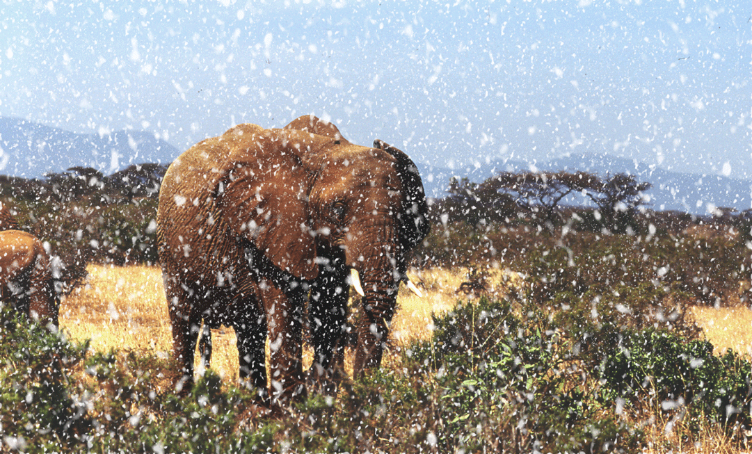 Photoshop Design by swamprat for DesignCrowd (Community Contests) | Design #9036292