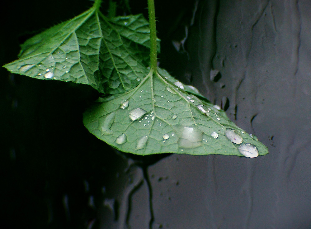 Fotografía por DAWARS para DesignCrowd (Community Contests) | Diseño #9029909