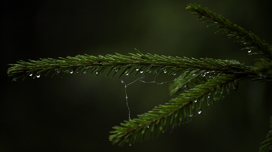 Photography by Reconban for DesignCrowd (Community Contests) | Design #9029879