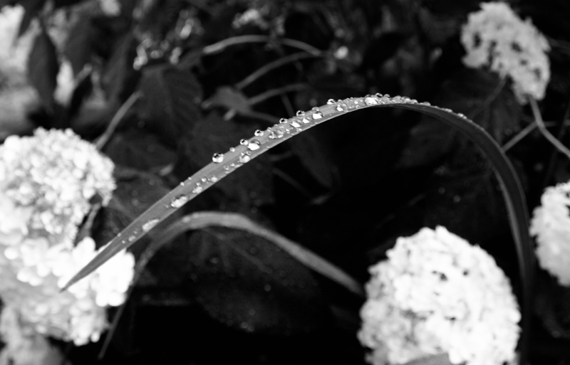 Photography by aholden1 for DesignCrowd (Community Contests) | Design #9029954