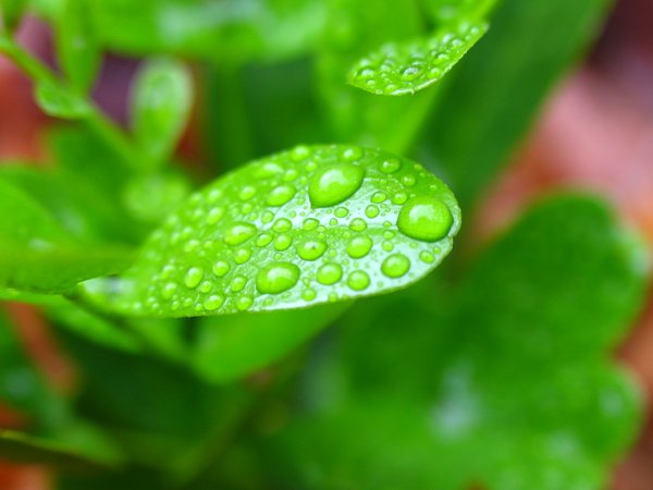 Photography by crazyforrhcp for DesignCrowd (Community Contests) | Design #9029961
