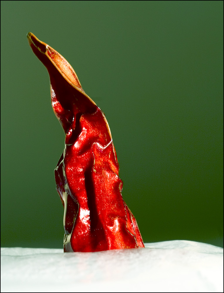 Fotografía por rjalex para DesignCrowd (Community Contests) | Diseño #9028783