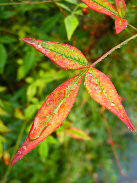 Photography by jersalv1 for DesignCrowd (Community Contests) | Design #9029992