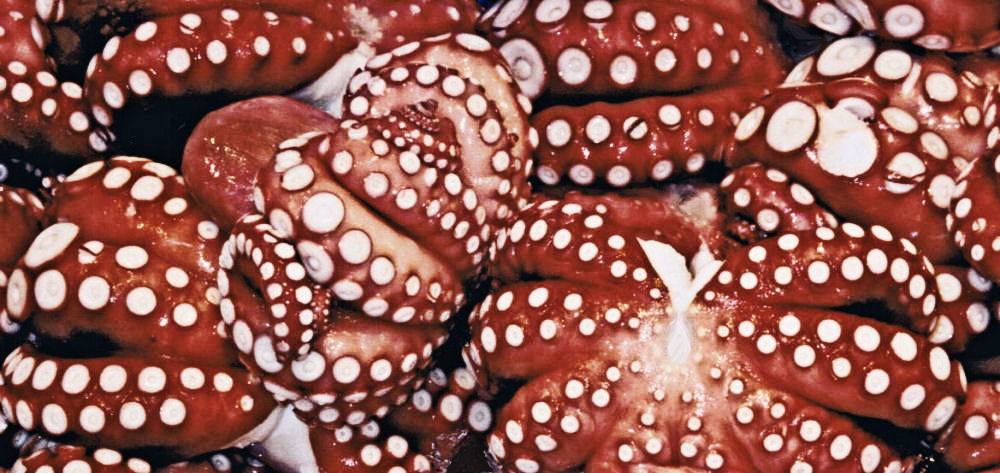 Photography by NatashaP for DesignCrowd (Community Contests) | Design #9028807