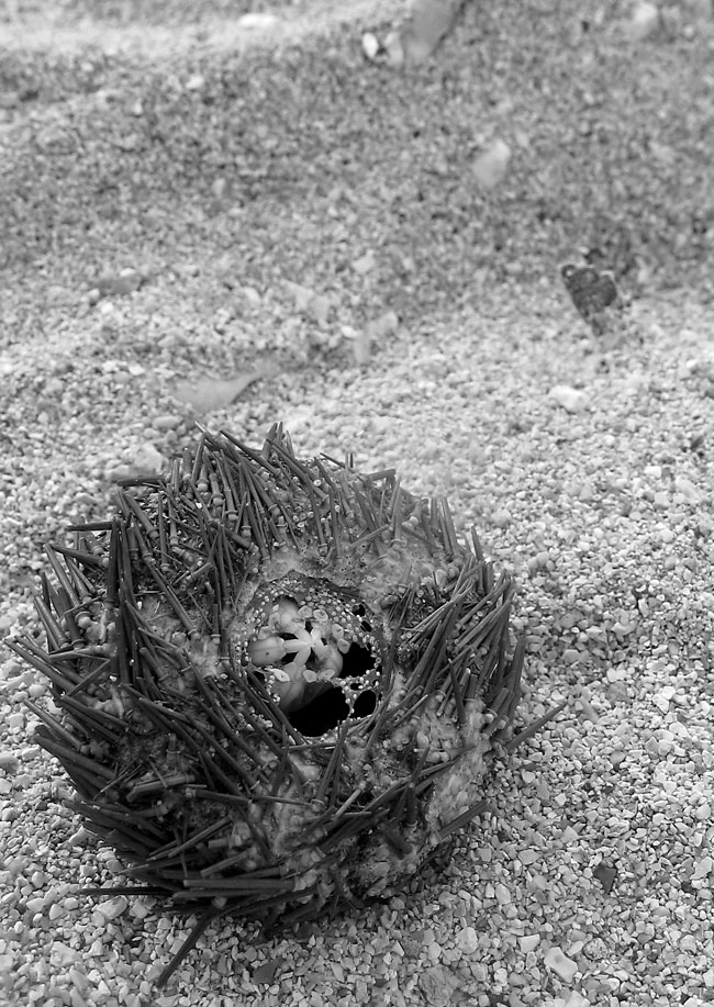 Fotografía por Chupakabra para DesignCrowd (Community Contests) | Diseño #9032692