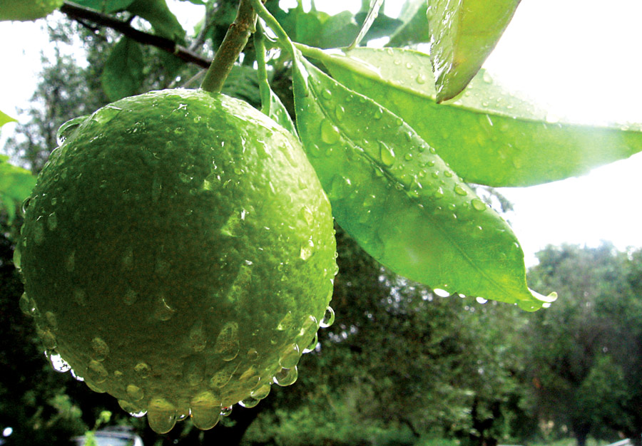 Fotografía por Chupakabra para DesignCrowd (Community Contests) | Diseño #9030049