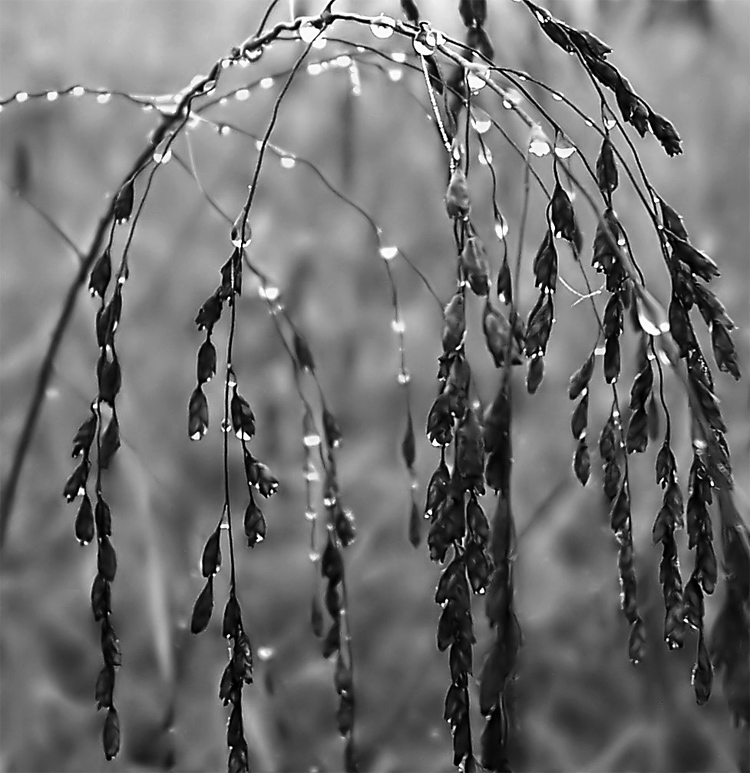 Fotografie von FallenAngel4U für DesignCrowd (Community Contests) | Design #9030073