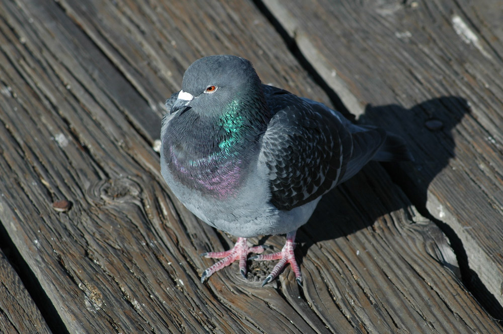 Photography by Larvice for DesignCrowd (Community Contests) | Design #9030214