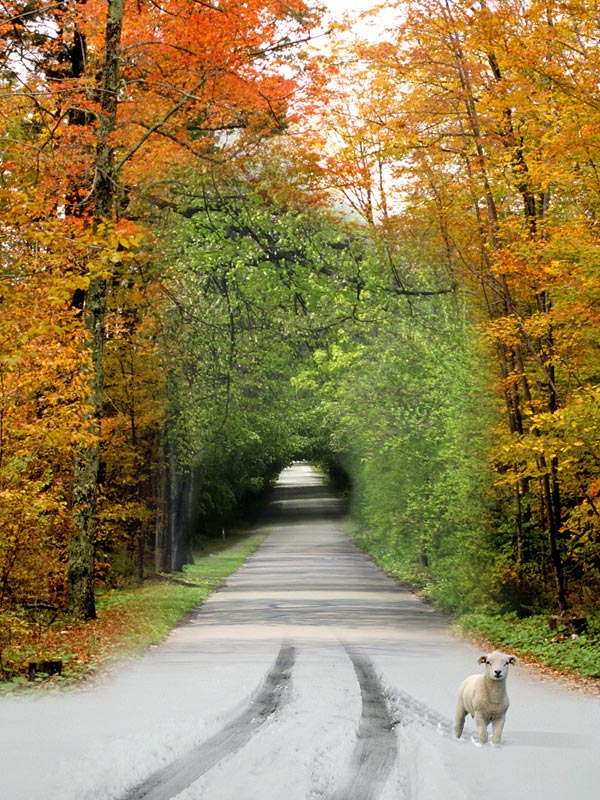 Diseño de Photoshop por inshaala para DesignCrowd (Community Contests) | Diseño #9035284